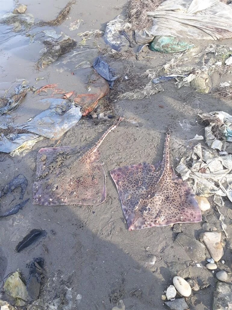 Sinop'ta şaşırtan görüntü! 'Tehlikeli ve öldürücü'